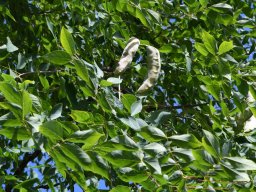 gymnocladus dioicus-2